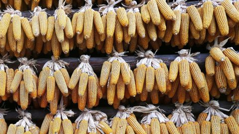 La nouvelle récolte de maïs en Chine s'annonce exceptionnelle, selon un institut gouvernemental. (©Pixabay)