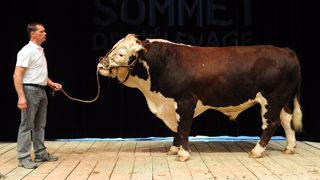 Retrouvez le replay et le palmarès du concours Hereford Retrouvez le replay et le palmarès du concours Hereford
