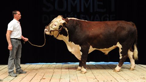 Retrouvez le replay et le palmarès du concours Hereford Retrouvez le replay et le palmarès du concours Hereford