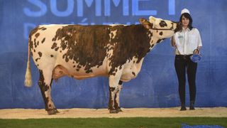 Macumba remporte le concours normand Macumba remporte le concours normand