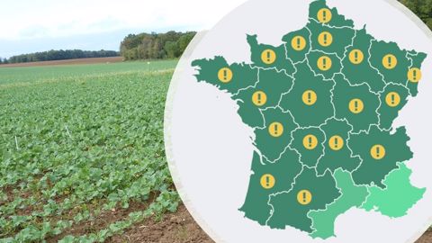 Surveiller les pucerons surtout dans les colzas sensibles au virus TuYV Surveiller les pucerons surtout dans les colzas sensibles au virus TuYV