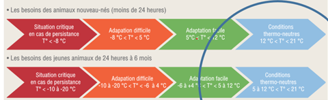Soufflet