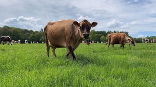 Les exploitations herbagères embauchent 6,25 % d'ETP en plus, selon l'étude Actif'Agri. (©Terre-net Média) Les exploitations herbagères embauchent 6,25 % d'ETP en plus, selon l'étude Actif'Agri. (©Terre-net Média)