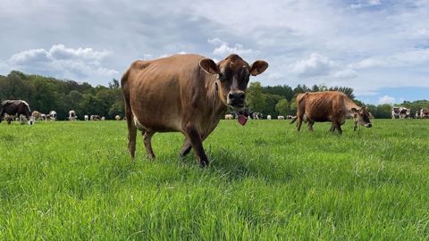 Les exploitations herbagères embauchent 6,25 % d'ETP en plus, selon l'étude Actif'Agri. (©Terre-net Média) Les exploitations herbagères embauchent 6,25 % d'ETP en plus, selon l'étude Actif'Agri. (©Terre-net Média)