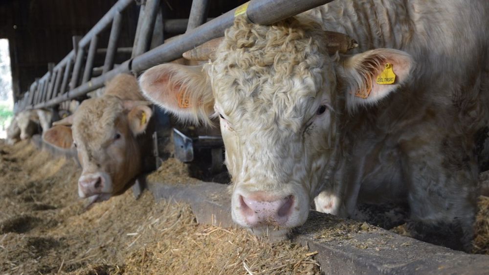 Les maladies respiratoires sont un fléau en ateliers d'engraissement de JB. Il faut savoir les détecter précocement pour limiter leur propagation. (©Terre-net Média)