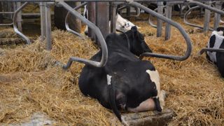 Le dimensionnement et le confort de la logette sont à prendre au sérieux car une vache y passera 60 % de son temps. (©Terre-net Média) Le dimensionnement et le confort de la logette sont à prendre au sérieux car une vache y passera 60 % de son temps. (©Terre-net Média)