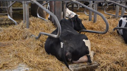 Le dimensionnement et le confort de la logette sont à prendre au sérieux car une vache y passera 60 % de son temps. (©Terre-net Média) Le dimensionnement et le confort de la logette sont à prendre au sérieux car une vache y passera 60 % de son temps. (©Terre-net Média)
