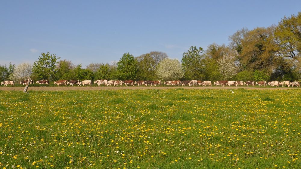 La Normande est bien adaptée aux systèmes pâturants, et se conduit aussi très bien en bâtiments. (©Terre-net Média)