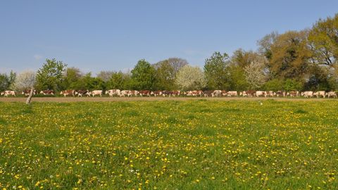 La Normande est bien adaptée aux systèmes pâturants, et se conduit aussi très bien en bâtiments. (©Terre-net Média) La Normande est bien adaptée aux systèmes pâturants, et se conduit aussi très bien en bâtiments. (©Terre-net Média)