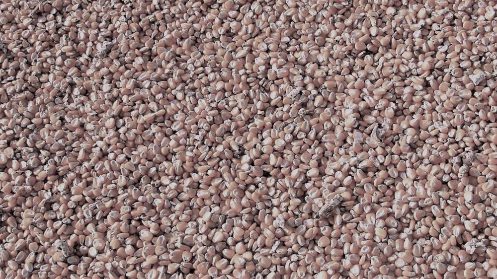 La stratégie Farm to Fork de l'UE pourrait avoir des impacts négatifs très important sur la production et le commerce de grains. (©Pixabay)