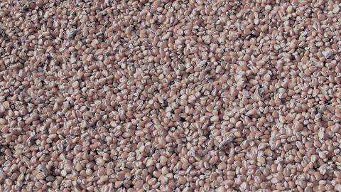 La stratégie Farm to Fork de l'UE pourrait avoir des impacts négatifs très important sur la production et le commerce de grains. (©Pixabay) La stratégie Farm to Fork de l'UE pourrait avoir des impacts négatifs très important sur la production et le commerce de grains. (©Pixabay)