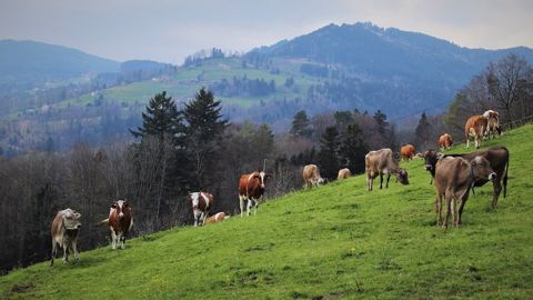 Éleveurs laitiers et allaitants, ce Sommet pâturage et prairies peut vous intéresser. (©CC) Éleveurs laitiers et allaitants, ce Sommet pâturage et prairies peut vous intéresser. (©CC)