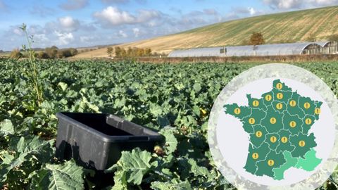 Larves de grosses altises dans les colzas, évaluer le risque à la parcelle Larves de grosses altises dans les colzas, évaluer le risque à la parcelle