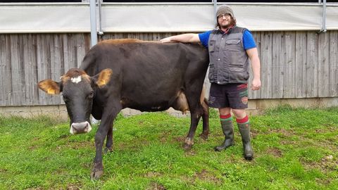 Jan Bogerman pratique le croisement 3 voies : Holstein x Jersiaise x Brune. (©BGS) Jan Bogerman pratique le croisement 3 voies : Holstein x Jersiaise x Brune. (©BGS)