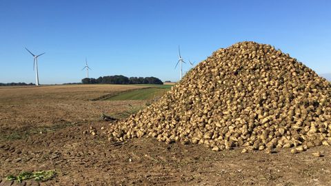 Saint-Louis Sucre prévoit 2 000 ha de betteraves supplémentaires Saint-Louis Sucre prévoit 2 000 ha de betteraves supplémentaires