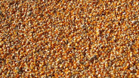 D'après FranceAgriMer, 83 % des maïs français étaient récoltés au 8 novembre, contre 97 % l'an dernier à la même date. (©Pixabay) D'après FranceAgriMer, 83 % des maïs français étaient récoltés au 8 novembre, contre 97 % l'an dernier à la même date. (©Pixabay)