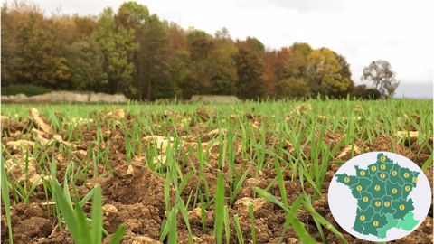 Attention à la présence de pucerons dans le blé Attention à la présence de pucerons dans le blé
