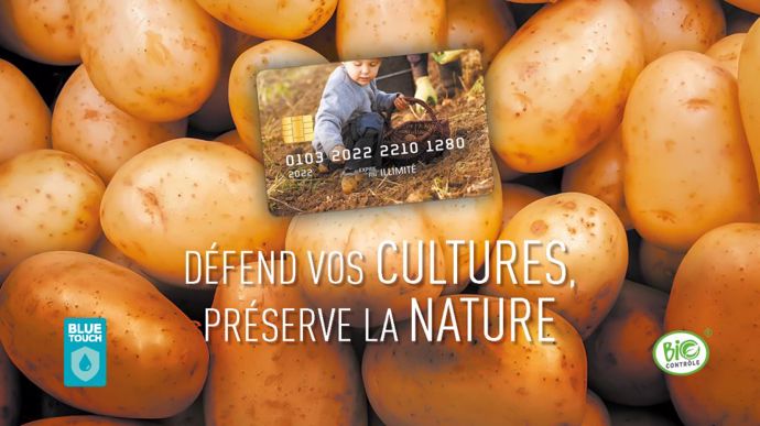 Pygmalion pomme de terre