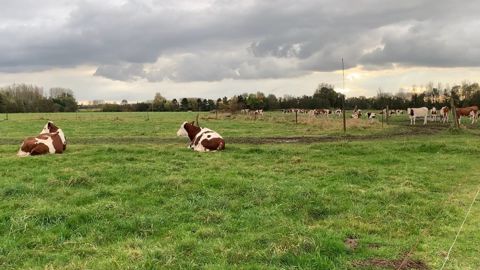 Avec les travaux de plaines qui se bousculent à l'automne, on a tendance à laisser passer plus de choses dans les vaches mais gare à la baisse de production ! (©Terre-net Média) Avec les travaux de plaines qui se bousculent à l'automne, on a tendance à laisser passer plus de choses dans les vaches mais gare à la baisse de production ! (©Terre-net Média)
