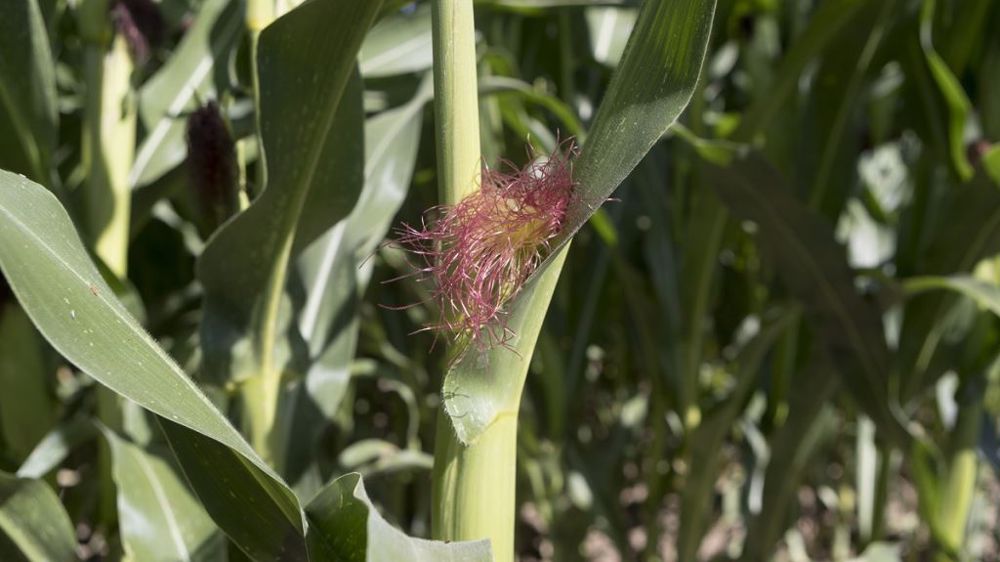 Advanta met en avant le « haut niveau de rendement fourrage » de Capuceen pour les prochains semis.  (©Advanta)