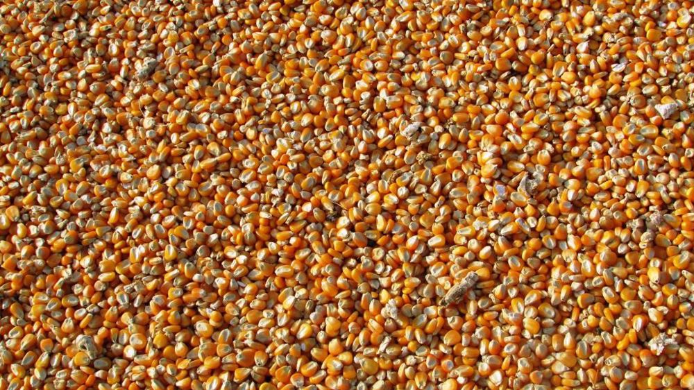La production de maïs grain française s'élèverait cette campagne à 14,2 Mt. (©Pixabay)