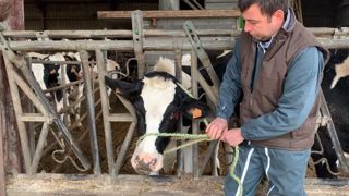 Avec une corde à 4 brins, on peut faire un licol et attacher une vache en quelques gestes simples. (©Terre-net Média) Avec une corde à 4 brins, on peut faire un licol et attacher une vache en quelques gestes simples. (©Terre-net Média)