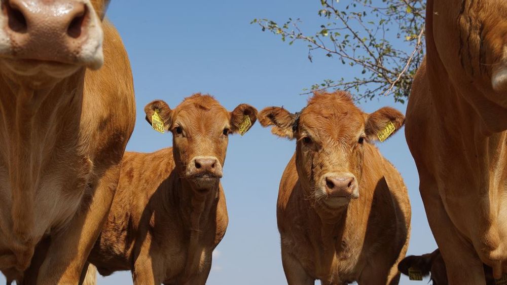 Bertrand et Ghislaine Poulain commercialisent chaque année 25 jeunes limousines et une quinzaine de veaux élevés sous la mère. (©Pixabay)