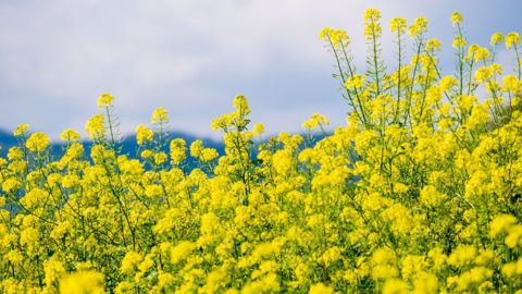 Sur Euronext, vers 15h00, le cours du colza gagnait 12,50 euros à 750,5 euros la tonne sur l'échéance de février (©Pixabay)