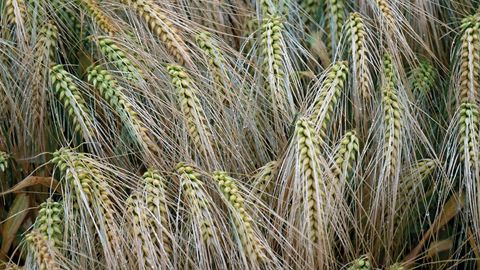 Le choix de la date de semis des orges doit se réfléchir comme un véritable compromis entre la valorisation du potentiel, la nuisibilité des maladies et l’exposition aux risques climatiques. (©Arvalis-Institut du végétal) Le choix de la date de semis des orges doit se réfléchir comme un véritable compromis entre la valorisation du potentiel, la nuisibilité des maladies et l’exposition aux risques climatiques. (©Arvalis-Institut du végétal)
