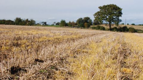 La possibilité d’employer du glyphosate dépend de la technique de travail du sol (labour ou non), de la période de semis de la culture suivante (automne ou printemps) et de l’hydromorphie du sol. (©Arvalis-Institut du végétal) La possibilité d’employer du glyphosate dépend de la technique de travail du sol (labour ou non), de la période de semis de la culture suivante (automne ou printemps) et de l’hydromorphie du sol. (©Arvalis-Institut du végétal)