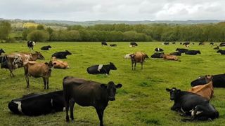 Le Gaec l'Epillet dans l'herbe (56) évolue en phase avec son système tout herbe Le Gaec l'Epillet dans l'herbe (56) évolue en phase avec son système tout herbe