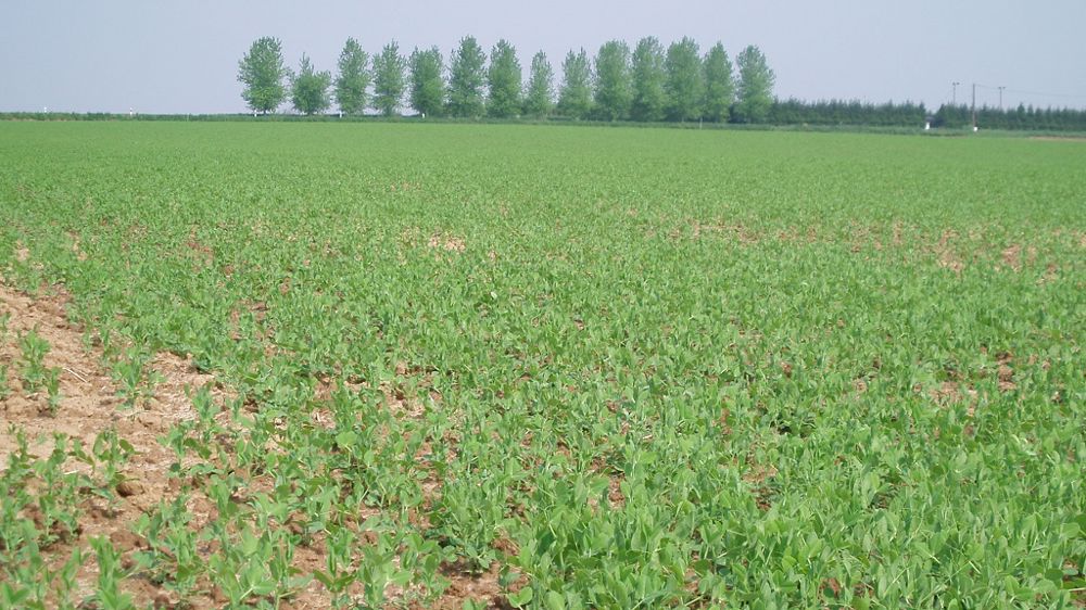 Après celles de tournesol, colza, soja, pois et féverole d'hiver, Terres Inovia complète son offre de conseil en 2022 avec les listes recommandées pour les variétés de pois et féverole de printemps. (©Terre-net Média)