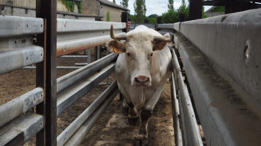 Sur le terrain, la mise en place de cette contractualisation obligatoire impose un changement dans la façon de s’accorder avec son premier acheteur. (©Terre-net Média)