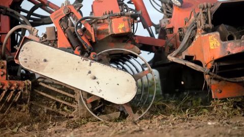 Une automotrice Vervaet à l'arrachage des betteraves fourragères Une automotrice Vervaet à l'arrachage des betteraves fourragères
