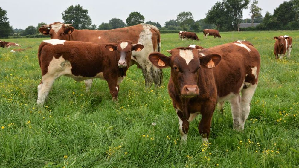 Selon l'Idele, le rythme de décapitalisation du cheptel allaitant français est passé de - 1,4 % fin 2020 à - 2,8 % fin 2021 (©Terre-net Média)