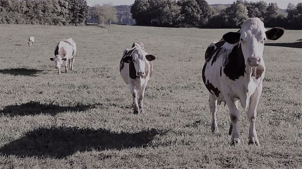 La situation économique des élevages laitiers s'est dégradée en 2021. (©Terre-net Média)