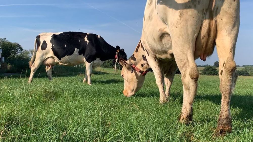 Les éleveurs engagés avec le Cedapa ont publié un livre sur leur système herbager et leur façon de travailler. (©Terre-net Média)