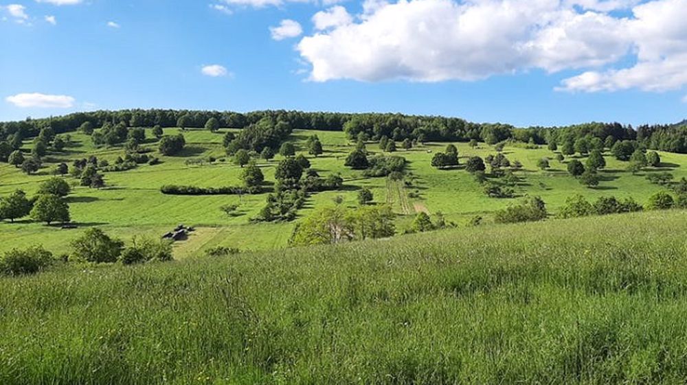La vallée de Villé (67) travaille au maintien de paysages diversifiés, associant arbres champêtres et prairies permanentes. (© Geoffrey Mesbahi (2019))
