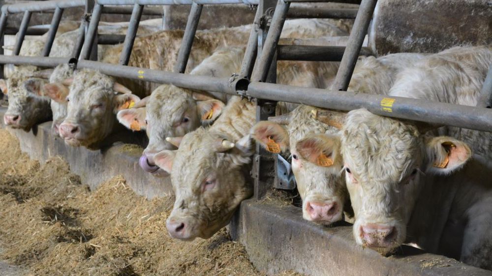 La pénurie de JB sur le marché européen aide au maintien des prix, sur fond d'augmentation des coûts de production (©Terre-net Média) La pénurie de JB sur le marché européen aide au maintien des prix, sur fond d'augmentation des coûts de production (©Terre-net Média)