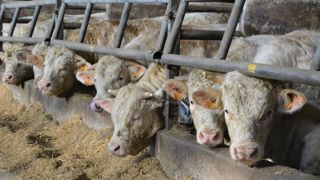 La pénurie de JB sur le marché européen aide au maintien des prix, sur fond d'augmentation des coûts de production (©Terre-net Média) La pénurie de JB sur le marché européen aide au maintien des prix, sur fond d'augmentation des coûts de production (©Terre-net Média)