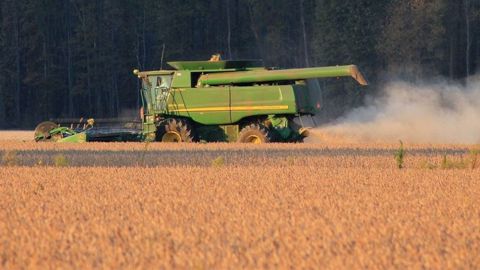 Dans son rapport mensuel, le ministère américain de l'agriculture (USDA) a diminué son estimation de la production de soja du Brésil. (©Pixabay)