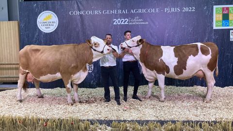Harlem et Ontario, les deux championnes du concours Simmental Harlem et Ontario, les deux championnes du concours Simmental