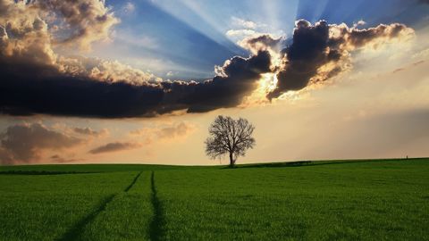 L'alternance de pluies et de beau temps profitent aux cultures françaises. (©Pixabay) L'alternance de pluies et de beau temps profitent aux cultures françaises. (©Pixabay)