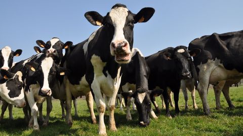 Cet additif innovant permettrait de réduire les émissions de méthane des vaches laitières de 20 % à 35 %, sans affecter la production. (©Terre-net Média) Cet additif innovant permettrait de réduire les émissions de méthane des vaches laitières de 20 % à 35 %, sans affecter la production. (©Terre-net Média)