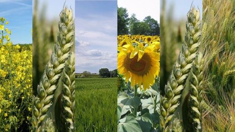 Après la succession orge de printemps - tournesol, Vivien François réfléchit aussi à tester maïs - pois.  (©Vivien François)