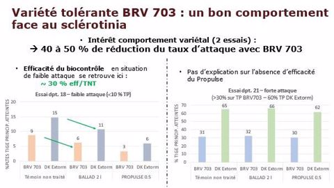 BRV 703