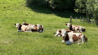 À Montmorot (39), les vaches profitent de 220 jours de pâturage À Montmorot (39), les vaches profitent de 220 jours de pâturage