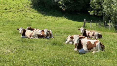 À Montmorot (39), les vaches profitent de 220 jours de pâturage