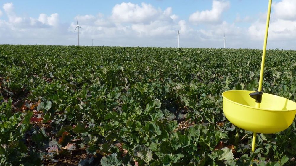  Attention à bien identifier les charançons capturés dans les cuvettes jaunes car le charançon de la tige du chou n’est pas nuisible pour le colza. (©Terre-net Média)