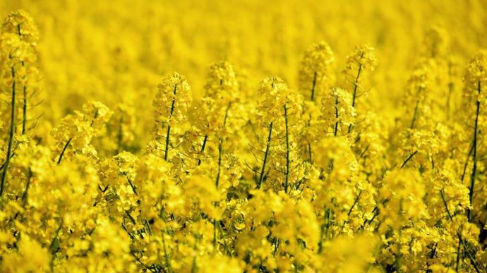 Euronext rapeseed climbs quickly in the middle of the session